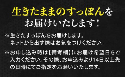 【全3回定期便】生きたまま届く最高級食材！江田島育ちのすっぽん【活き】 江田島市/平井興産株式会社[XAC007] 定期便