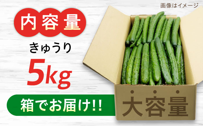 鮮度バツグン！広島県江田島市産きゅうり 5kg×1箱 Lサイズ 胡瓜 キュウリ 野菜 やさい 国産 江田島市/ひろしま農業協同組合江田島アグリセンター [XCA001] 野菜・果物