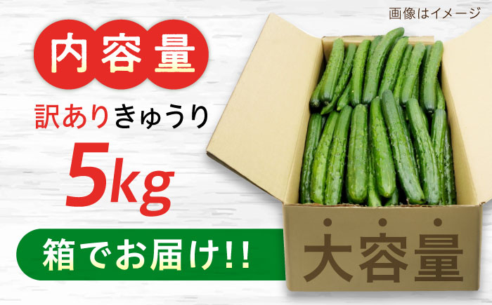【訳あり】鮮度バツグン！広島県江田島市産きゅうり 5kg×1箱 Lサイズ 胡瓜 キュウリ 野菜 やさい 国産 江田島市/ひろしま農業協同組合江田島アグリセンター [XCA002] 野菜・果物