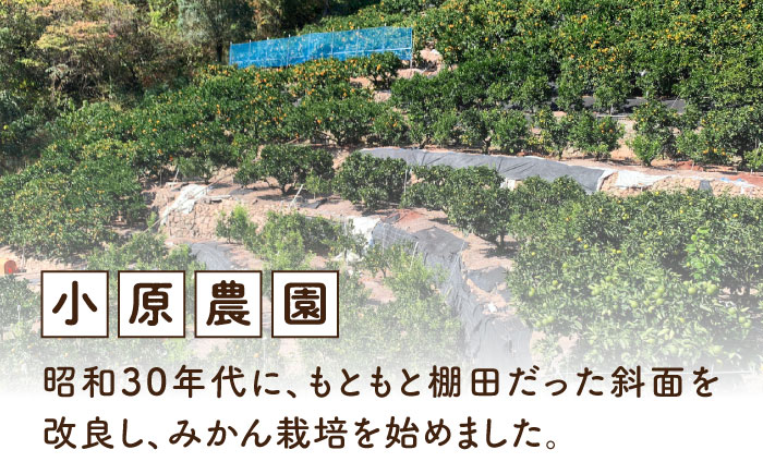 フルーツ 果物 くだもの 冬の期間限定！プロが見極めた食べ頃だけを厳選！ ポンカン 5kg 果物 蜜柑 柑橘 柑橘類 みかん ミカン スムージー ヨーグルト フルーツ 江田島市/小原農園 [XCE012] 野菜・果物