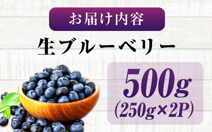 【先行予約】【7月中旬から発送】江田島産 摘みたて生ブルーベリー 500g　（250ｇ×2パック）ブルーベリー 果物 フルーツ 青果物 クール便 ハウス栽培 江田島市/小さなブルーベリー園in江田島（岩井農園） [XCW001]
