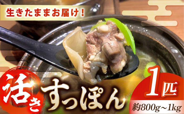 生きたまま届く最高級食材！江田島育ちのすっぽん【活き】 江田島市/平井興産株式会社 [XAC003] お肉 魚介
