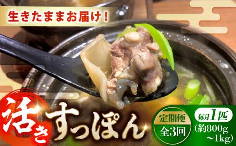 【全3回定期便】生きたまま届く最高級食材！江田島育ちのすっぽん【活き】 江田島市/平井興産株式会社[XAC007] 定期便