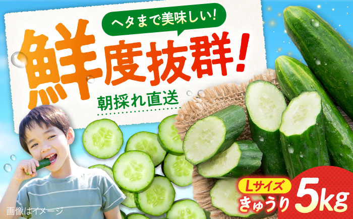 鮮度バツグン！広島県江田島市産きゅうり 5kg×1箱 Lサイズ 胡瓜 キュウリ 野菜 やさい 国産 江田島市/ひろしま農業協同組合江田島アグリセンター [XCA001] 野菜・果物