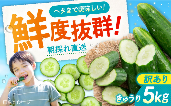 【訳あり】鮮度バツグン！広島県江田島市産きゅうり 5kg×1箱 Lサイズ 胡瓜 キュウリ 野菜 やさい 国産 江田島市/ひろしま農業協同組合江田島アグリセンター [XCA002] 野菜・果物