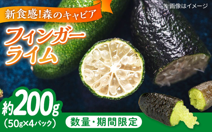 フルーツ 果物 くだもの 新感覚フルーツ！ 森のキャビア フィンガーライム 50g×4パック 柑橘 柑橘類 国産 ライム フルーツ 果物 くだもの 広島県産 江田島市/小原農園 [XCE011] 野菜・果物