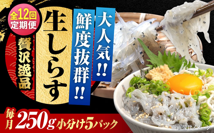【全12回定期便】生しらすのプリッした食感と塩味が抜群！生しらす50gX5個 冷凍 シラス 鮮魚 ギフト 海鮮丼 広島県産 江田島市/三島水産株式会社 [XCN013] 定期便