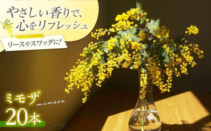 ミモザ 20本 お花 生花 フラワー インテリア 江田島市/田中農園 [XCV001]