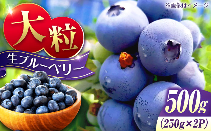 【先行予約】【7月中旬から発送】江田島産 摘みたて生ブルーベリー 500g　（250ｇ×2パック）ブルーベリー 果物 フルーツ 青果物 クール便 ハウス栽培 江田島市/小さなブルーベリー園in江田島（岩井農園） [XCW001]