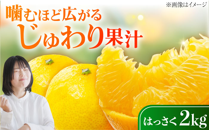 八朔 2kg 小玉 江田島市産 ハッサク はっさく 広島 みかん ミカン 柑橘 柑橘類 果物 くだもの フルーツ 家庭用 濃厚 デザート 旬 国産 ハルテラス農園/江田島市 [XCX001]