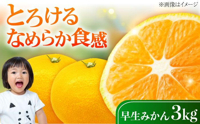 早生みかん 3kg 小玉 わせみかん わせ 江田島産 広島 みかん ミカン 柑橘 柑橘類 果物 くだもの フルーツ 家庭用 濃厚 デザート 旬 特産品 温州みかん 国産 江田島市/ハルテラス農園 [XCX003]