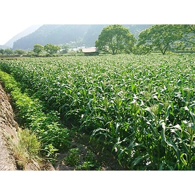 【季節限定】夏にぴったり!あま～いとうもろこし!わくわくコーン(10本)【配送不可地域：離島】