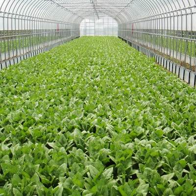 新鮮朝採れ!安芸太田町産ほうれんそう　200g×7束【配送不可地域：離島・北海道・沖縄県】