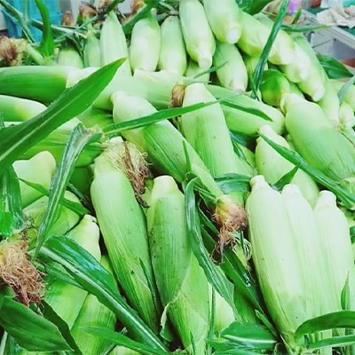 【季節限定】夏にぴったり!あま～いとうもろこし!わくわくコーン(10本)【配送不可地域：離島】