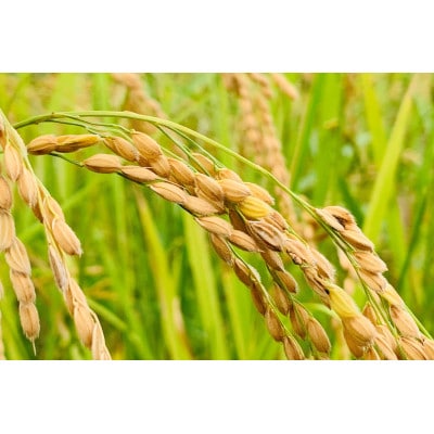 【令和7年産】コシヒカリ　白米5kg×2袋　計10kg