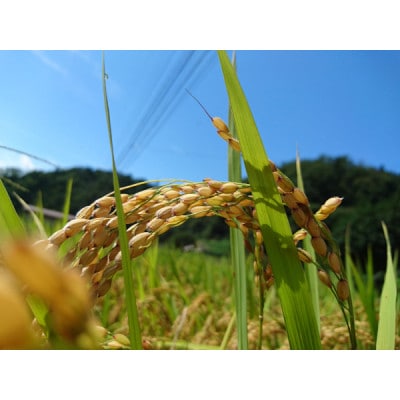 【令和7年産】コシヒカリ　玄米5kg