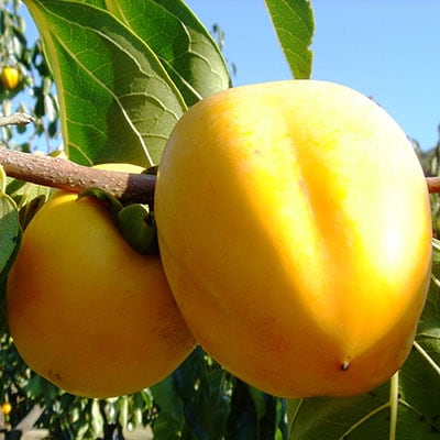 【期間限定】祇園坊干し柿　12個入り