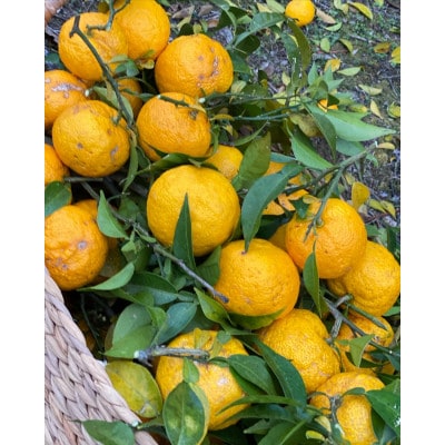 安芸太田町産ゆずとたまねぎの あわのポン酢【とれたて】300ml　2本セット