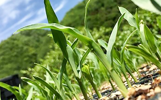 【期間限定】安芸太田町産とうもろこし(ゴールドラッシュ)　Lサイズ以上15本!【配送不可地域：離島】