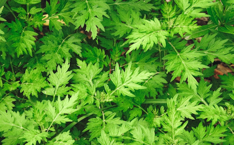 お茶 ブレンド よもぎ茶 玄米 はぶそう えごま葉 ティーバッグ 10包 和漢ハーブティー