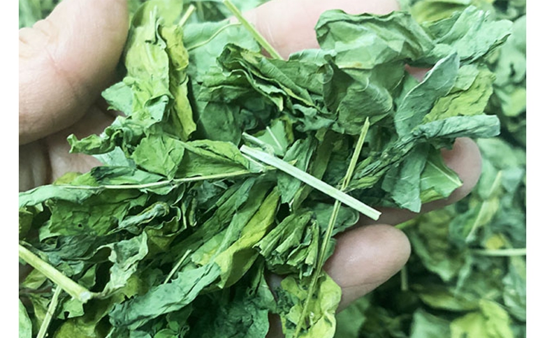 お茶 はぶ草茶 ティーバッグ 茶葉 葉だけ使用 10包