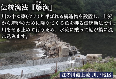 季節限定》アユ 天然 冷凍 5匹 落ち鮎 子持ち 広島 江の川 簗漁鮎