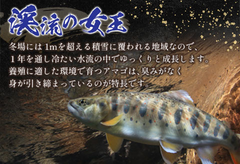 「渓流の女王」芸北アマゴ　5尾セット 5尾