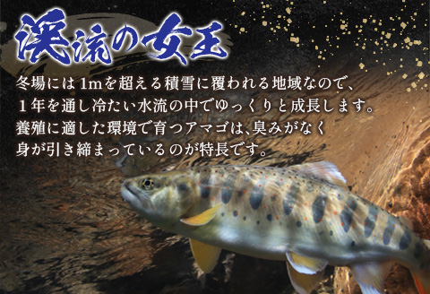 「渓流の女王」芸北アマゴ　15尾 5尾×3パック（計15尾）