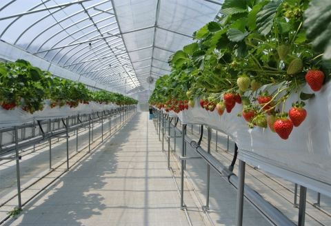 いちご狩りチケット 豊平どんぐり農園 ファミリー 大人2名小学生1名分 30分食べ放題 広島県北広島町 大人2名・小学生1名チケット
