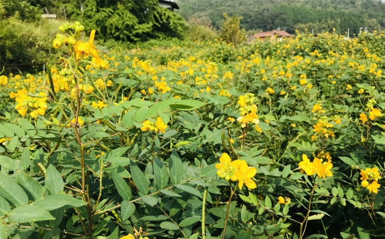 お茶 はぶ草茶 ティーバッグ 茶葉 葉だけ使用 10包