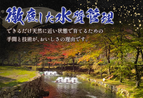 「渓流の女王」芸北アマゴ　5尾セット 5尾