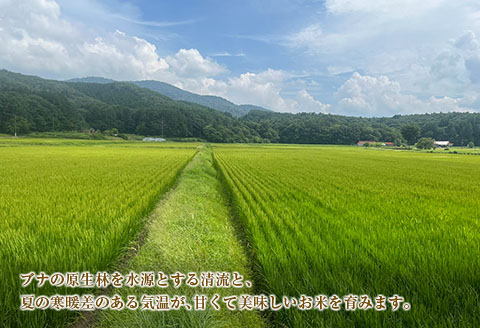 『定期便』全3回 ミルキークイーン 精米 5kg 八幡高原米 風のあしあと ぶなの里 毎月届く定期便 米どころ北広島町のおいしいお米 【定期便】精米5kg × 3回