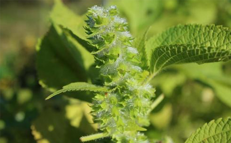 お茶 ブレンド よもぎ茶 玄米 はぶそう えごま葉 ティーバッグ 10包 和漢ハーブティー