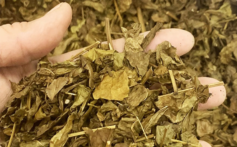 お茶 はぶ草茶 ティーバッグ 茶葉 葉だけ使用 10包