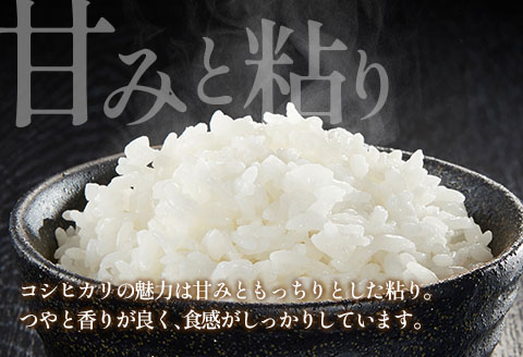 栄ファーム 大朝の米こしひかり 精米10kg 2025年産米 米どころ北広島町のおいしいお米 10月中旬以降発送 精米 10kg