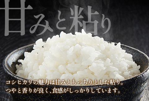 栄ファーム 大朝の米こしひかり 精米5kg 2025年産米 米どころ北広島町のおいしいお米 精米 5kg
