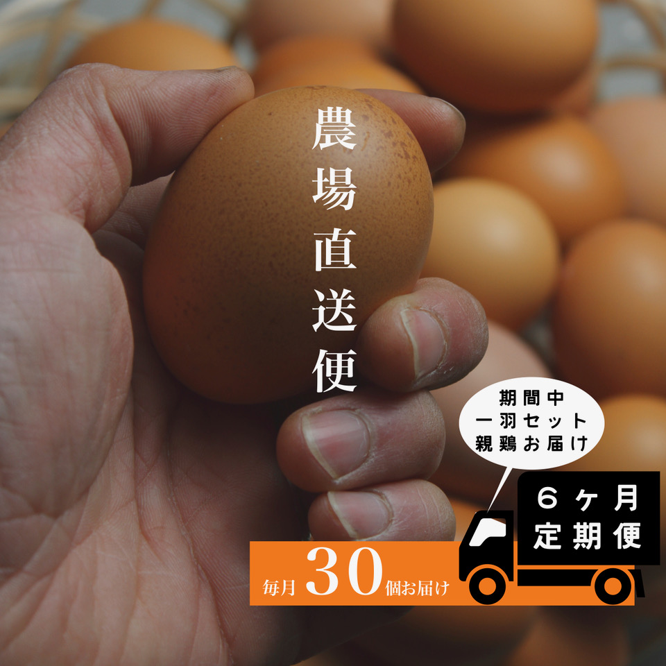 『定期便』四ツ葉農場の霜降りたまご「きみがスター」30個全6回＋親鳥1羽付き