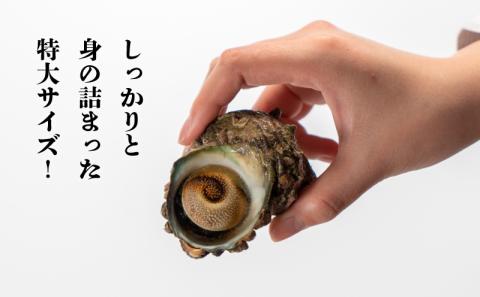 サザエ 1kg 冷凍 下関 北浦 産地直送 貝