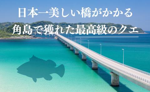 天然 クエ 鍋 セット 高級 九絵 くえ 下関 山口