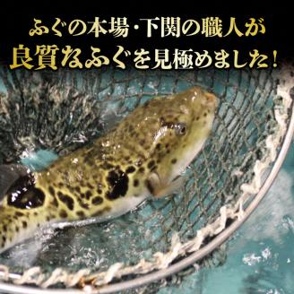 たっぷり4人前! 天然ふぐちり鍋 唐揚げでも 下関