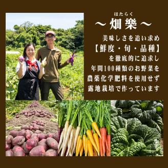 野菜 セット 【2025年5月以降順次発送】