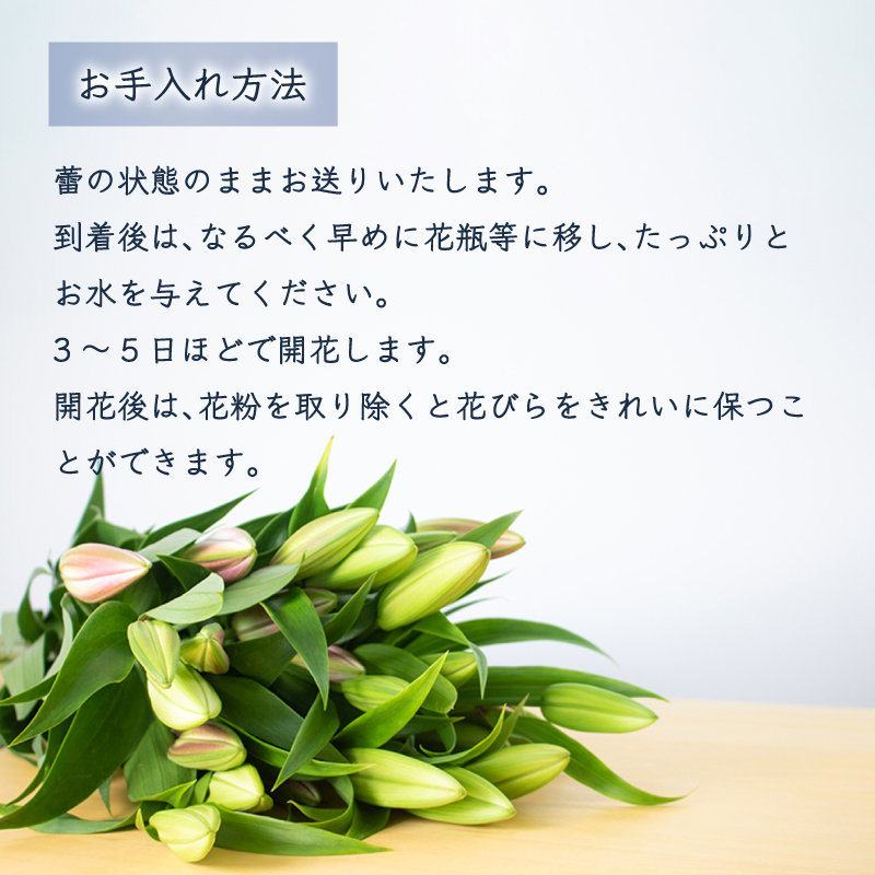 オリエンタルユリ 花束 5本 (蕾数 約20個) 下関市 山口