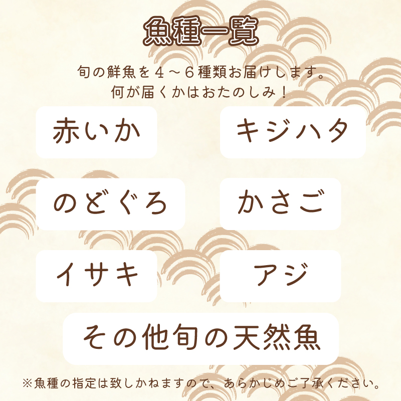 鮮魚 フィレ加工