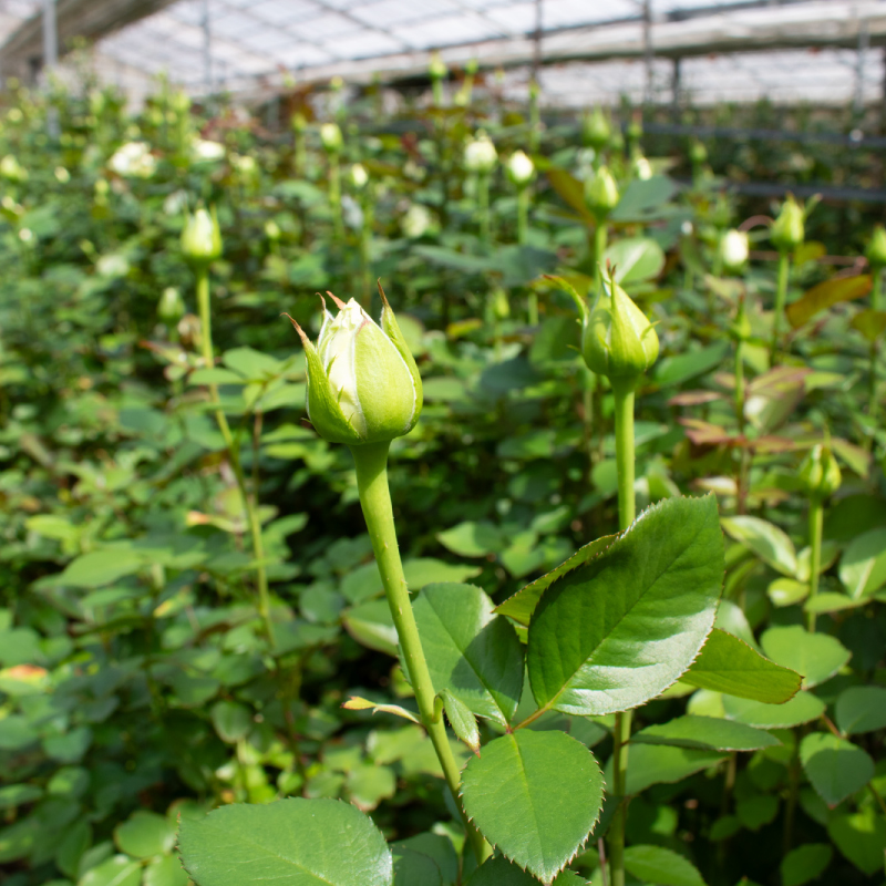 バラの花束定期便 年6回 奇数月 バラ 花束 ドライフラワー