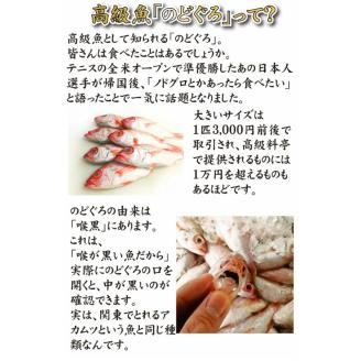 天然 のどぐろ 真鯛 ふぐ 生茶漬け 3点セット 各2食分