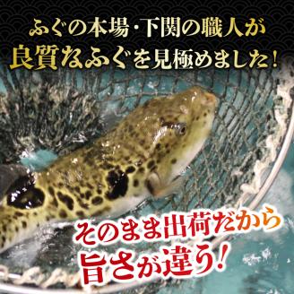 朝獲れ活締め! とらふぐちり鍋