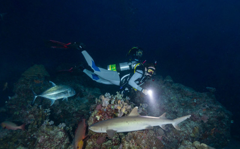 ファン ダイブ 2ダイブ 1名様分 ビーチ スポーツ マリンスポーツ アクティビティ 下関 山口