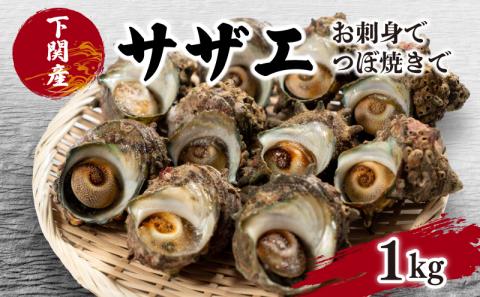 サザエ 1kg 冷凍 下関 北浦 産地直送 貝