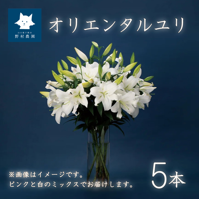 オリエンタルユリ 花束 5本 (蕾数 約20個) 下関市 山口