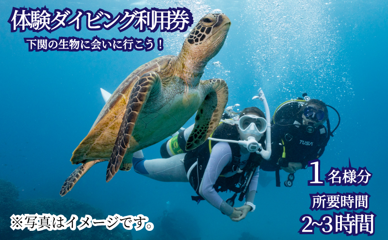 体験 ダイビング アクティビティ 利用券 チケット 1名様分 ビーチ スポーツ マリンスポーツ 下関 山口